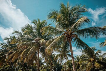 Obraz premium Scenic palm trees under daylight with a beach and sky backdrop, evoking summer and nature vibes