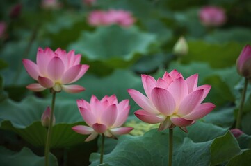 Fototapeta premium Gorgeous Pink Lotus Blossoms Against a Lush Green Backdrop
