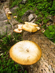 A group of large funnel-shaped woodcaps growing on a small fallen tree in the Tsitsikamma forests of South Africa.
