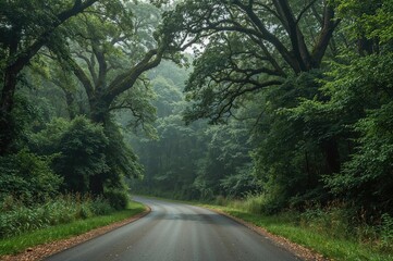 Obraz premium Enchanting Hidden Path Through Lush Woods