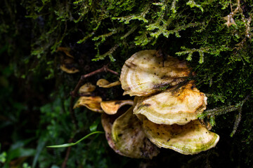 Thin zoned bracket fungi, growing on a tree stump covered in spikemoss, in the forests of Magoebaskloof, South Africa.