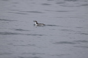 The long-billed murrelet (Brachyramphus perdix) is a small seabird from the North Pacific. This photo was taken in Japan.