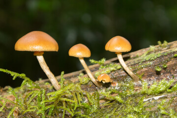 Close-up of three highly poisonous mushrooms, in a row, on a moss covered treestump
