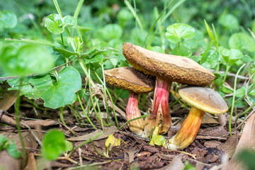 A small cluster of red cracking Bolete mushrooms growing among ground cover in a suburban garden