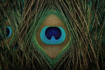 Fototapeta premium Stunning peacock plume backdrop