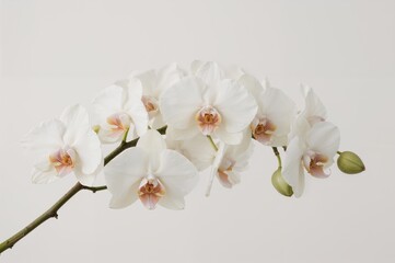 Fototapeta premium Delicate white orchid blossoms on a slender stem against a plain background