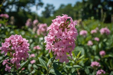 Obraz premium Lovely paniculate phlox blossoms thriving in the garden
