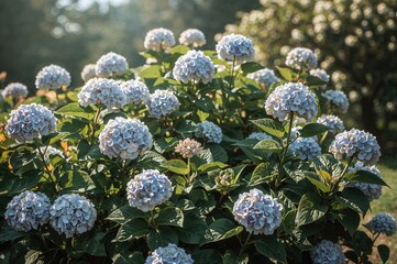 Stunning hydrangea blossoms blooming in a peaceful garden