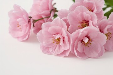 Fototapeta premium Stunning pink blossoms set against a white backdrop