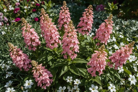 Lovely Hortensia showcased with various pink backgrounds, floral elements, and summer vibes