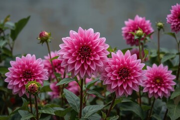 Obraz premium Gorgeous Pink Dahlia Flowers