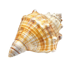 Fototapeta premium Close-up of a seashell (3)