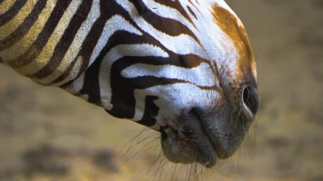 Very close up of a zebra head and snout on a sunny day