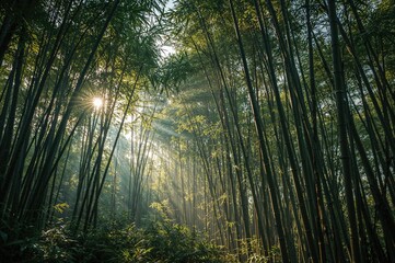 Obraz premium Morning sun shines through a dense bamboo grove