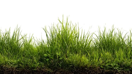 Fototapeta premium Lush Green Grass Section on White Background