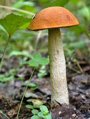 Red-capped Aspen scaber stalk mushroom or aspen bolete Leccinum aurantiacum growing in forest.