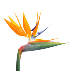 A vibrant bird of paradise flower with striking orange petals and blue accents, set against a transparent background.