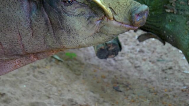 Close up of wild boar deer pig head also babirusa walking around ona sunny spring day