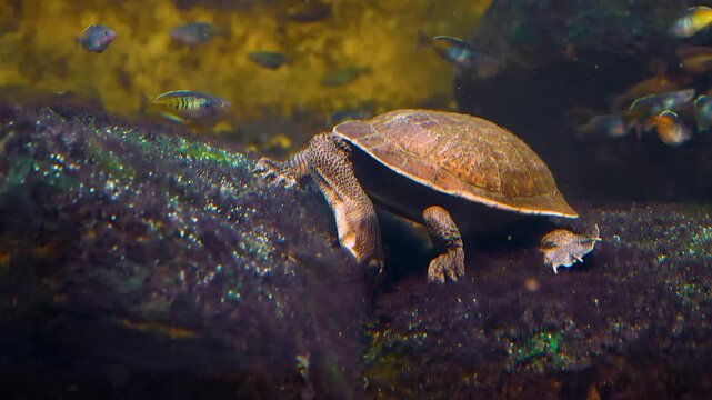 Close up of a snake neck water turtle sitting ona rock underwater and searching