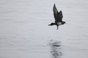 Pomarine jaeger (Stercorarius pomarinus), pomarine skua, or pomatorhine skua, is a seabird in the skua family Stercorariidae. It is a migrant, wintering at sea in the tropical oceans.