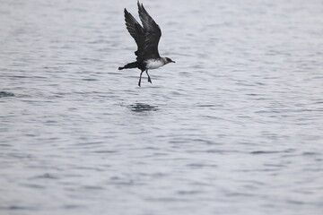 Pomarine jaeger (Stercorarius pomarinus), pomarine skua, or pomatorhine skua, is a seabird in the skua family Stercorariidae. It is a migrant, wintering at sea in the tropical oceans.