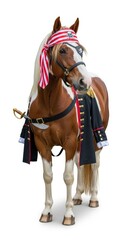 horse dressed as a pirate, Halloween costume