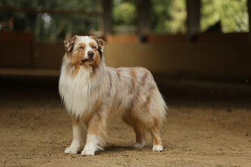 Australian Shepherd dog koolie