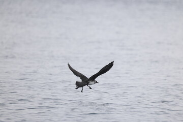 Pomarine jaeger (Stercorarius pomarinus), pomarine skua, or pomatorhine skua, is a seabird in the skua family Stercorariidae. It is a migrant, wintering at sea in the tropical oceans.