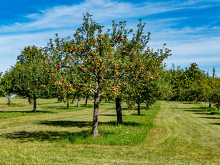 Reife &Auml;pfel auf einem Apfelbaum