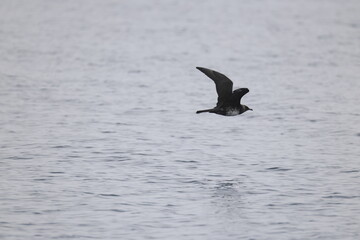 Pomarine jaeger (Stercorarius pomarinus), pomarine skua, or pomatorhine skua, is a seabird in the...