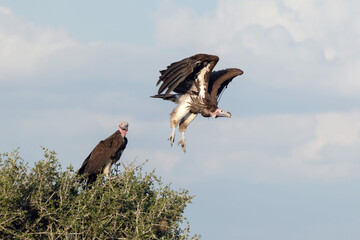 The lappet-faced vulture or Nubian vulture in Masia Mara