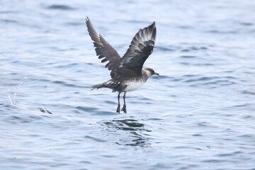 Pomarine jaeger (Stercorarius pomarinus), pomarine skua, or pomatorhine skua, is a seabird in the skua family Stercorariidae. It is a migrant, wintering at sea in the tropical oceans.