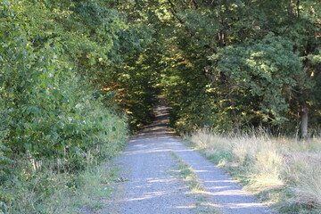 Ein Waldweg führt in den Wald