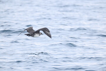 Pomarine jaeger (Stercorarius pomarinus), pomarine skua, or pomatorhine skua, is a seabird in the skua family Stercorariidae. It is a migrant, wintering at sea in the tropical oceans.