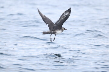 Obraz premium Pomarine jaeger (Stercorarius pomarinus), pomarine skua, or pomatorhine skua, is a seabird in the skua family Stercorariidae. It is a migrant, wintering at sea in the tropical oceans.