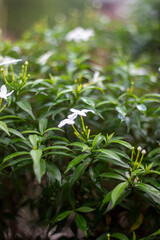 Delicate white starshaped flowers bloom amidst lush green foliage