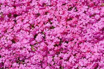 Fototapeta premium pink Creeping Phlox subulata moss making background