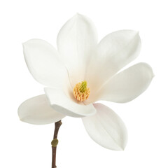 Fototapeta premium A pristine white magnolia flower with a delicate yellow center against a transparent background.