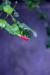 A single red hibiscus flower bud with water droplets on leaves