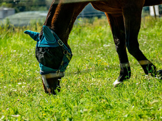 Pferd mit Schutzmaske auf der Weide