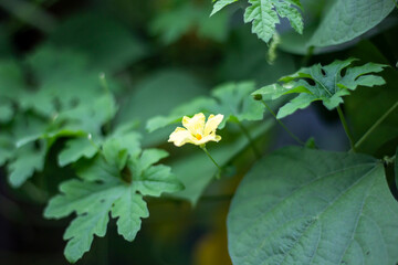 A delicate yellow flower blooms amidst lush green foliage
