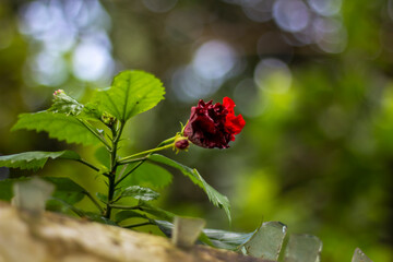 A vibrant red hibiscus flower in full bloom, showcasing its delicate petals