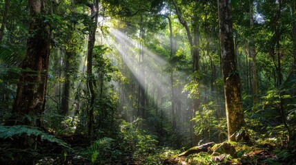 Obraz premium Sunlight Through Tree Canopy in Dense Forest