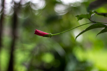 A delicate red hibiscus flower bud poised to bloom against a soft green background