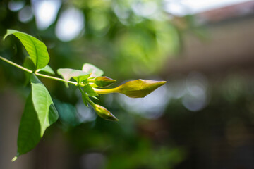 A closeup view of a green plant bud with leaves in soft focus