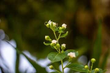 Closeup view of a delicate white flower bud cluster on a green stem