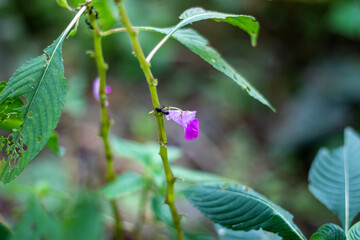 A delicate pink flower blooms on a green plant stem in nature