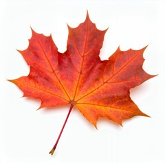 Obraz premium A single autumn maple leaf showcasing its vibrant seasonal colors, positioned on white background