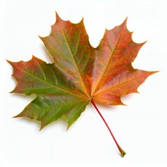 Fototapeta premium Vibrant transition maple leaf showcasing autumnal colors, capturing seasonal shift on white background