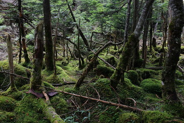 樹海　苔の森　原生林
